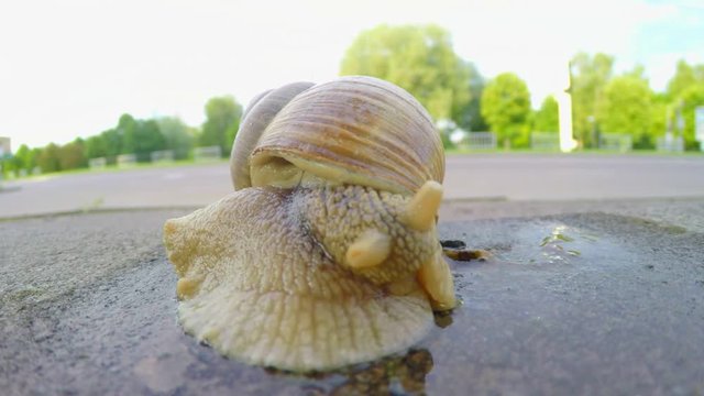 snail crawling on the road