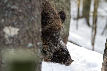 Obraz premium An animal portrait of an adult wild boar in the winter. 