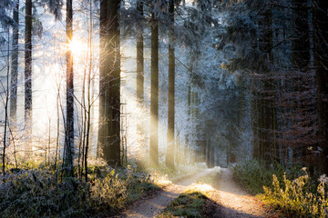 Sunbeam in the forest