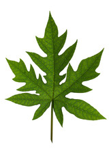 leaf isolated on white background.