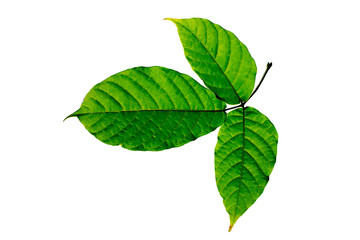 leaf isolated on white background.