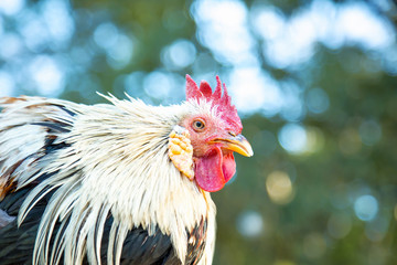 樹木バックのオナガドリ１羽 アップ