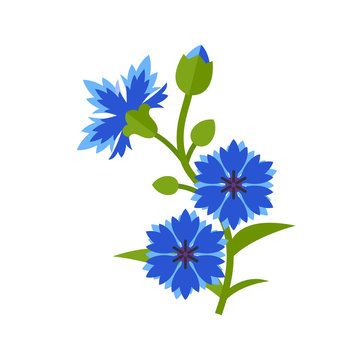 Blue cornflower vector icon