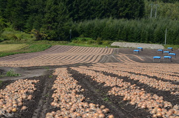 Onion farm in Hokkaido.