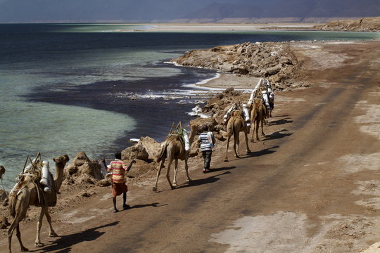 Salt caravan in Djibouti, going from Assal Lake to Ethiopian mountains, Djibouti 