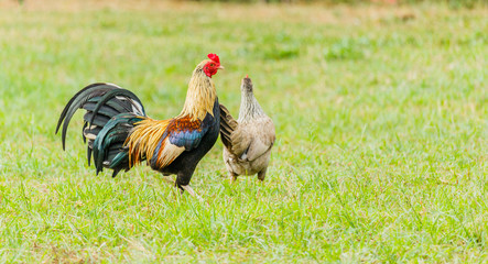 colorful rooster on green nature background