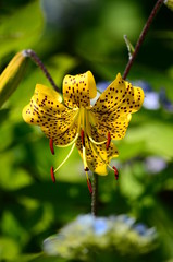 lily flower, yellow.