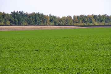 Winter wheat October field