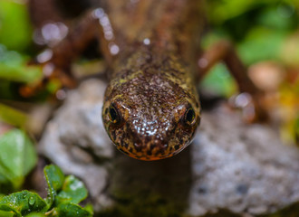 Newt face to face 