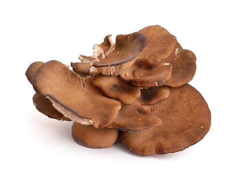 Pleurotus ostreatus