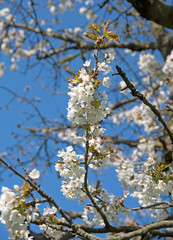 Blühende Süßkirschen, Prunus avium