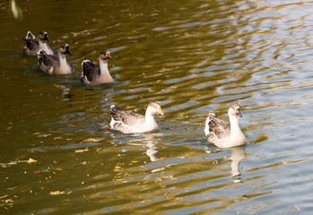 a flock of ducks on the lake in autumn