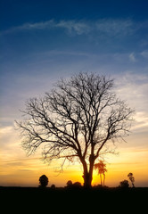 Obraz na płótnie Canvas landscape magical sunrise sky with winter silhouette dry tree tr