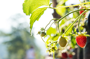 Stawberries