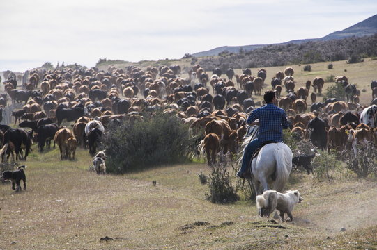 Cattle herd in the Torres del Paine National Park, Patagonia, Chile