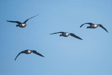 Brent Goose, Branta bernicla