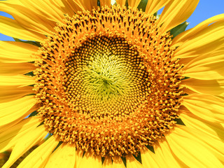 beautiful sunflower.