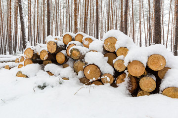 wooden logs in winter forest