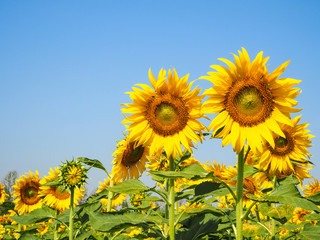 beautiful sunflower and blue sky.