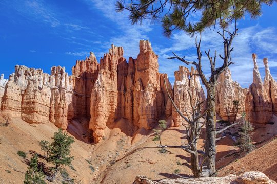 Dry tree and stone Hoodoos in Bryce Canyon National Park.