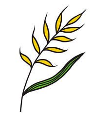 yellow rice flower / cartoon vector and illustration, hand drawn style, isolated on white background.