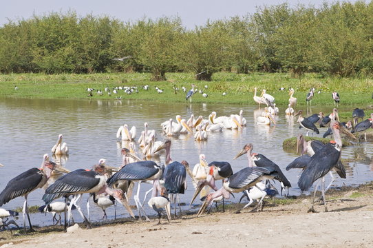 Marabu storks in the Abiata-Shala National Park, Ethiopia