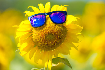 Sunflower wearing glasses