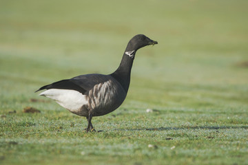 Brent Goose, Branta bernicla