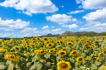 Obraz premium Sunflower on the beautiful sky.