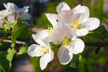 Blooming apple-tree flowers