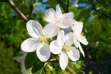 Blooming apple-tree flowers