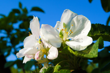 Blooming apple-tree flowers