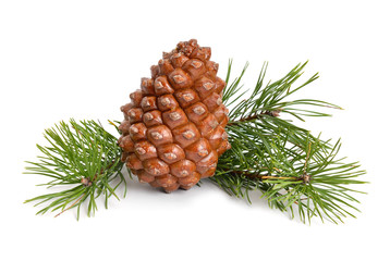 Pinus pinea cone