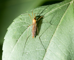 large mosquito on a green leaf