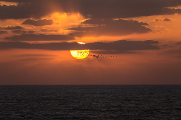 Silhouettes of a flock of migrating birds at sunset over the sea