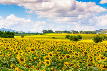 Fototapeta premium Sunflower on the beautiful sky.