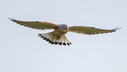 Common Kestrel in Flight