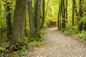 Forest Trail