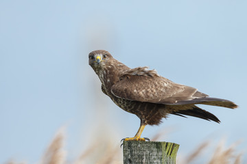 Buzzard on a pole in a autumn setting and colours