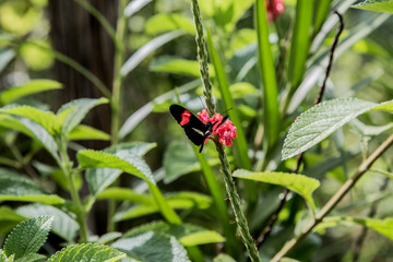 Costa Rican Butterfly
