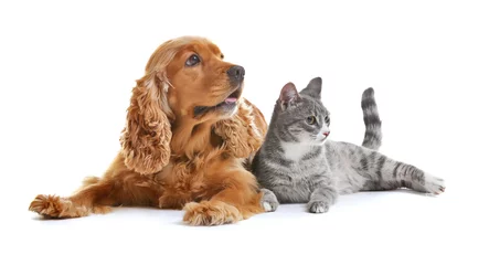 Fotobehang Leuke hond en kat samen op witte achtergrond © Africa Studio