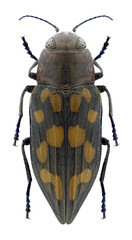 Beetle Trachypteris picta picta on a white background