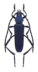 Beetle Osphranteria lata on a white background