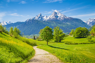 Hiking trail in alpine scenery with blooming meadows in summer