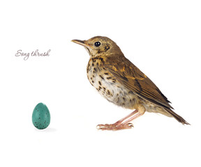 egg song thrush