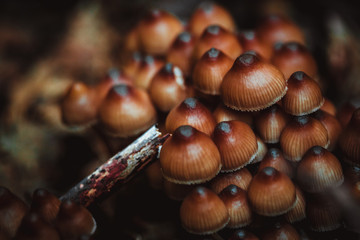 many little mushrooms on a tree stump