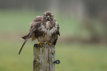 Buzzard on a pole in a autumn setting and colours