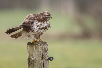 Buzzard on a pole in a autumn setting and colours