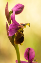 Wild Orchid hybrid Oprhys x Turiana flower profile