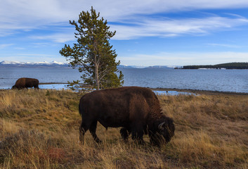 Wildlife of Yellow Stone, Montana © Gaukhar